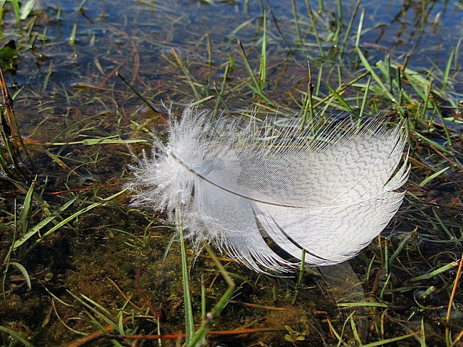 White feather resting on the freshwater wetland on Dutch Wadden island of Texel. Seen from above. stock-image by Agami/Marc Guyt,