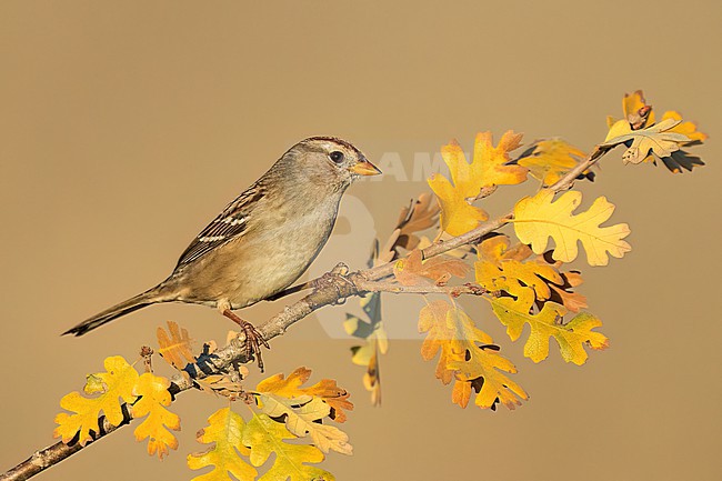 Immature
Santa Barbara Co., CA
November 2022 stock-image by Agami/Brian E Small,