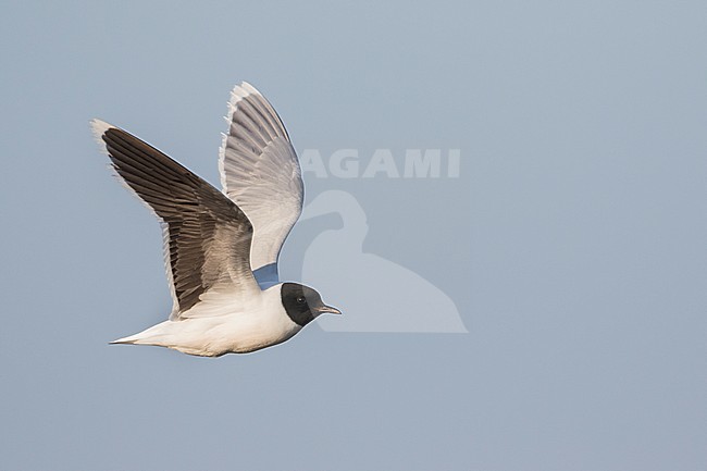 Dwergmeeuw, Little Gull, Hydrocoloeus minutus, Russia (Tscheljabinsk), adult stock-image by Agami/Ralph Martin,