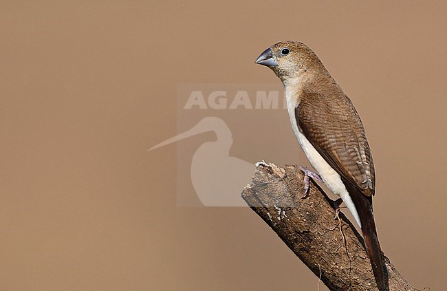 The African Silverbill (Euodice cantans) also occurs at the Arabian Peninsula. stock-image by Agami/Eduard Sangster,