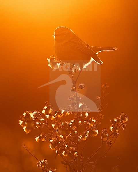 Roodborsttapuit; European Stonechat stock-image by Agami/Daniele Occhiato,