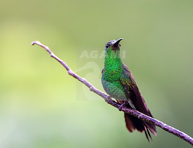 White-vented Plumeleteer (Chalybura buffonii) in Santa Marta mountains, Colombia. stock-image by Agami/Marc Guyt,