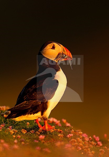 Papegaaiduiker met vis, Atlantic Puffin with fish stock-image by Agami/Danny Green,