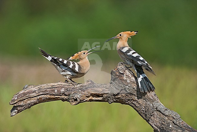 Eurasian Hoopoe (Upupa epops) in Italy stock-image by Agami/Alain Ghignone,
