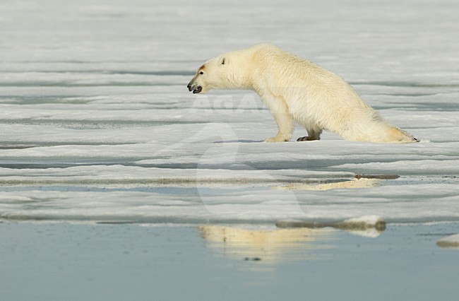 Mannetje IJsbeer, Male Polar Bear stock-image by Agami/Danny Green,