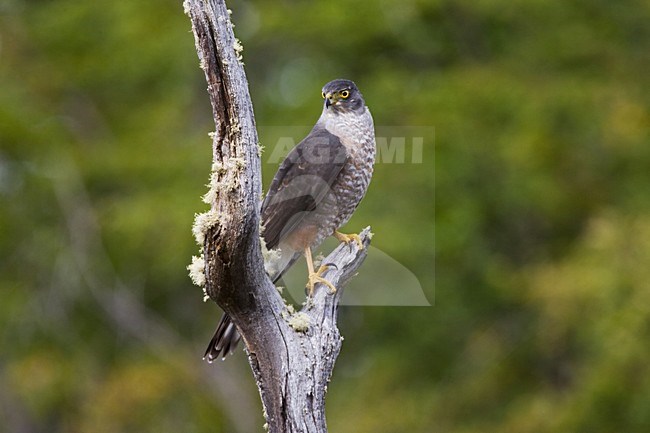 Chileense Sperwer zittend op tak; Chilean Hawk perched on a branch stock-image by Agami/Marc Guyt,