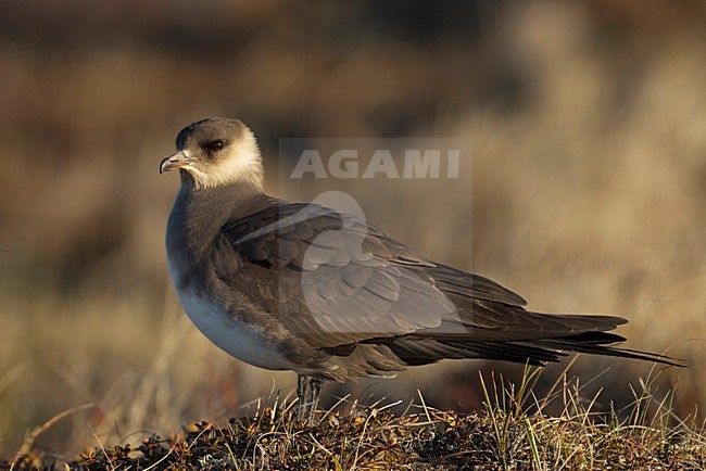 Adulte Kleine Jager, Adult Parasitic Jaeger stock-image by Agami/David Hemmings,
