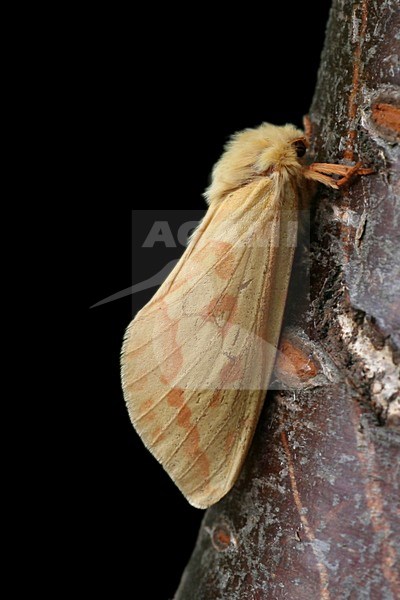 Hopwortelboorder; Ghost moth stock-image by Agami/Bas Haasnoot,