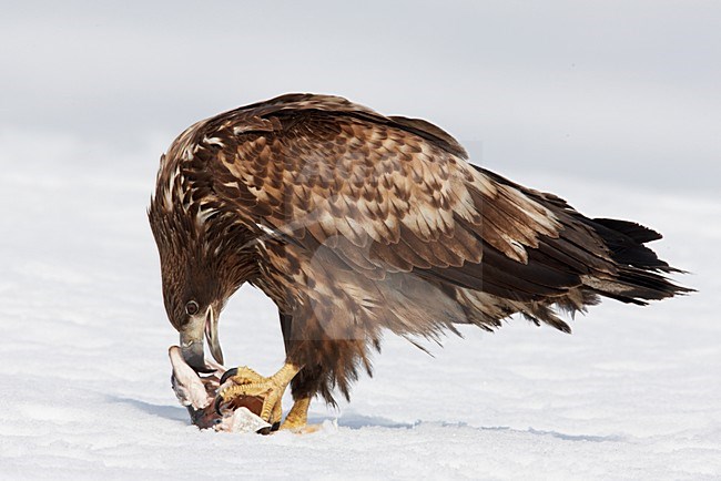 Zeearend onvolwassen zittend in sneeuw met prooi; White-tailed Eagle immature perched in snow with prey stock-image by Agami/Markus Varesvuo,