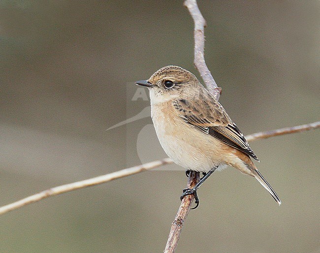 First-winter Stejneger's Stonechat (Saxicola stejnegeri) at Happisburgh, Norfolk, UK. 
DNA confirmed. stock-image by Agami/Steve Gantlett,