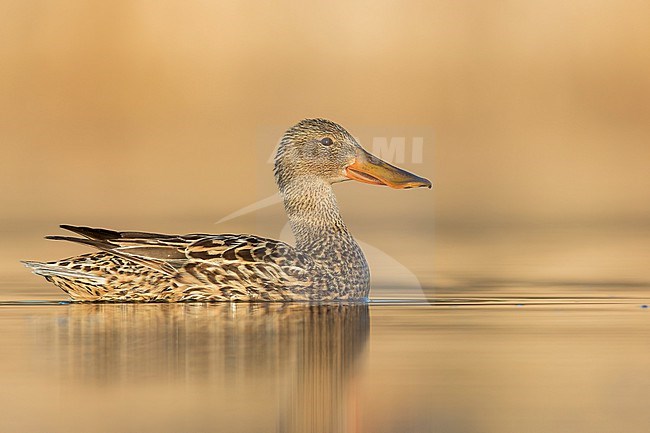 Female Northern Shoveler (Anas clypeata) swimming in a pond in Manitoba, Canada. stock-image by Agami/Glenn Bartley,