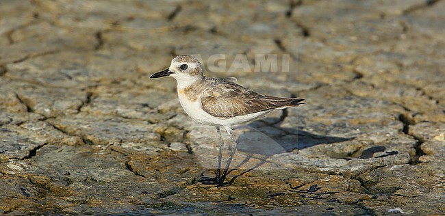 adult taken the 07/08/2015 at Hyères - France stock-image by Agami/Aurélien Audevard,