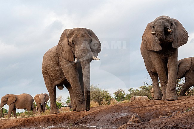 A herd of African elephants, Loxodonta africana, at a waterhole. Mashatu Game Reserve, Botswana. stock-image by Agami/Sergio Pitamitz,