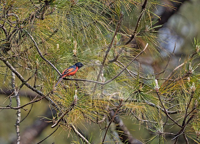 Male Long-tailed Minivet (Pericrocotus ethologus) in Thailand. stock-image by Agami/Pete Morris,