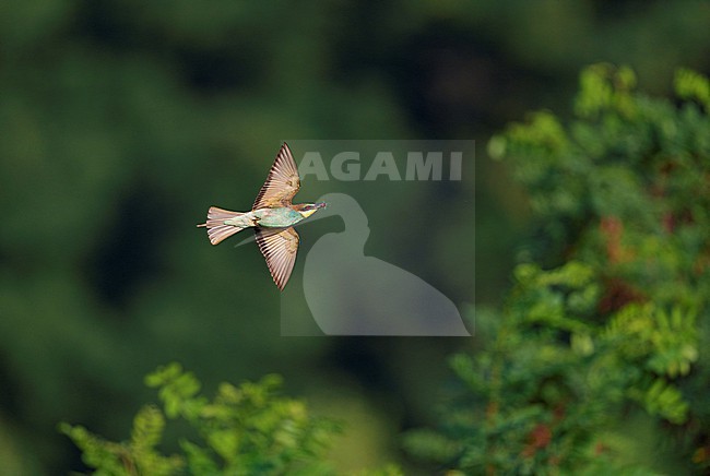 adult European Bee-eater (Merops apiaster) in sideview, banking and showing underside and underwings, flying against a green background near a small breeding colony in Limburg. The bird has food (a bumblebee), in its bill. This species is rare in the Netherlands as a new breeding bird species stock-image by Agami/Ran Schols,