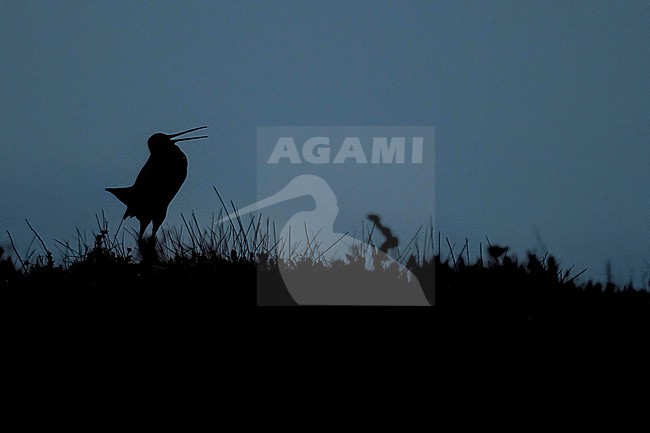 Great Snipe, (Gallinago media) displaying at the breeding ground in Norway during the night. stock-image by Agami/Marcel Burkhardt,