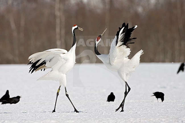 Red-crowned Crane display; Chinese Kraanvogel baltsend stock-image by Agami/Marc Guyt,