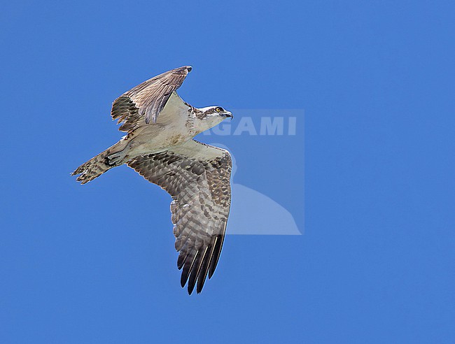 American Osprey, Pandion carolinensis, in Panama. stock-image by Agami/Pete Morris,