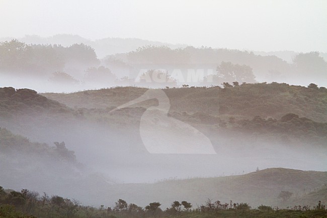 Mist over Berkheide, Fog over Berkheide stock-image by Agami/Menno van Duijn,