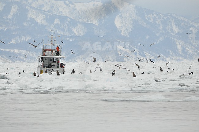 The Steller's Sea Eagle (Haliaeetus pelagicus) is one of the most impressive birds on our planet. It breeds in eastern Russia and winters in Russia, Korea and Japan. This photo is taken at Hokkaido, Japan, where large flocks of birds feed off the floating ice. stock-image by Agami/Eduard Sangster,