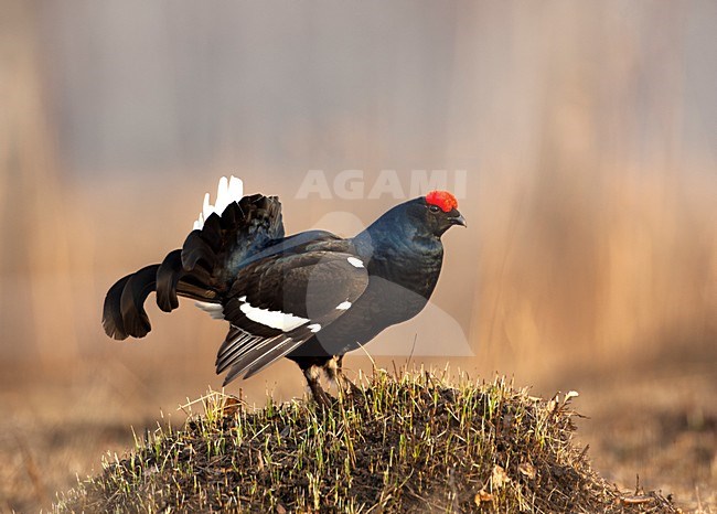 Mannetje Korhoen, Black Grouse male stock-image by Agami/Sergey Gorshkov,