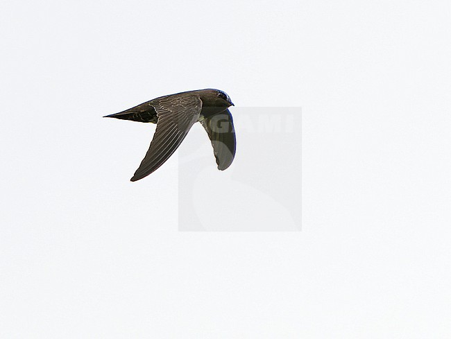 White-chested Swift (Cypseloides lemosi) in Northern Peru. Rare and poorly known. A fairly small swift, all black with variable white patch on chest. stock-image by Agami/Dani Lopez-Velasco,