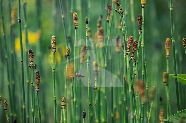 Equisetum hyemale + Equisetum x moorei stock-image by Agami/Wil Leurs,