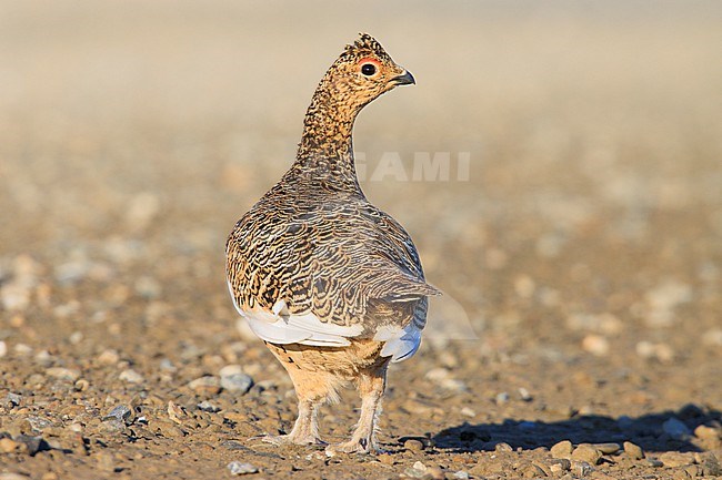 Willow Ptarmigan (Lagopus lagopus) taken the 07/06/2022 at Nome - Alaska. stock-image by Agami/Nicolas Bastide,