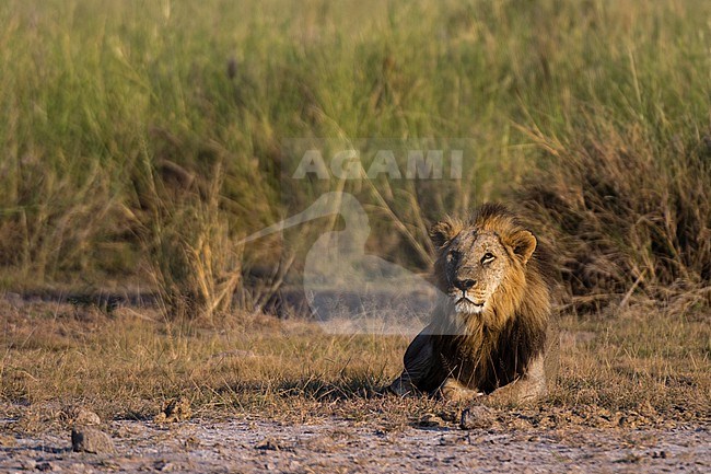 A male lion, Panthera leo, resting in Amboseli National Park. Amboseli National Park, Kenya, Africa. stock-image by Agami/Sergio Pitamitz,