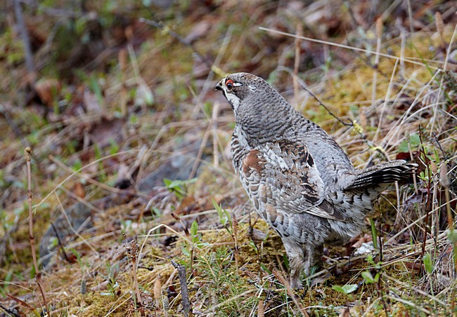 Hazelhoen op bosbodem; Hazel grouse on forest floor stock-image by Agami/Markus Varesvuo,