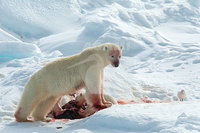 Polar Bear (Ursus maritimus) female with two young cubs at Spitsbergen, Norway. Together with an Ivory Gull. stock-image by Agami/Roy de Haas,