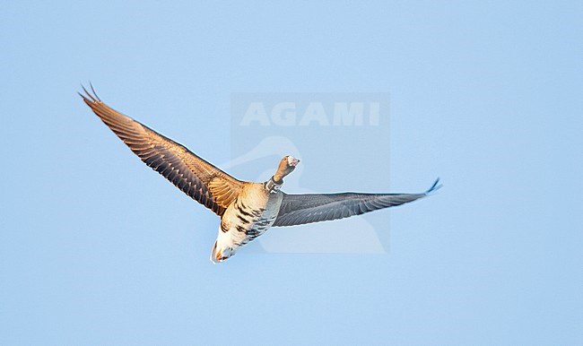 Kolgans vliegend; Greater White-fronted Goose flying stock-image by Agami/Menno van Duijn,
