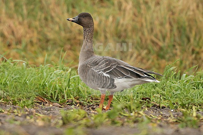 Tundra Bean Goose (Anser serrirostris), adult standing in a field, seen from the side. stock-image by Agami/Fred Visscher,