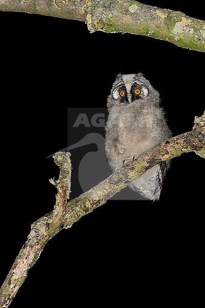 Juvenile Long-eared Owl stock-image by Agami/Theo Douma,