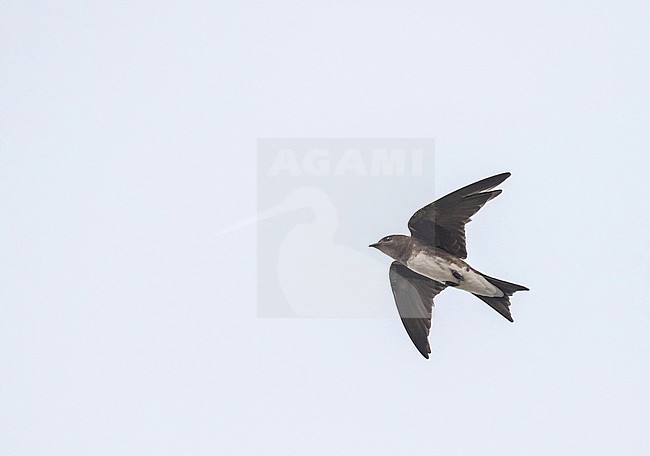 Caribbean Martin, Progne dominicensis, on the Antigua and Barbuda, a sovereign archipelagic country and part the Lesser Antilles islands. stock-image by Agami/Pete Morris,