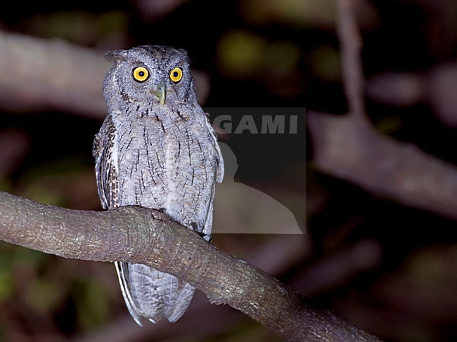 Mangrove Schreeuwuil zittend op een tak, Pacific Screech-Owl perched on a branch stock-image by Agami/Alex Vargas,