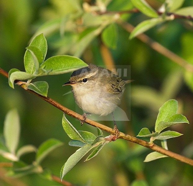 Two-barred Warbler (Phylloscopus plumbeitarsus), Russia (Baikal) adult stock-image by Agami/Ralph Martin,