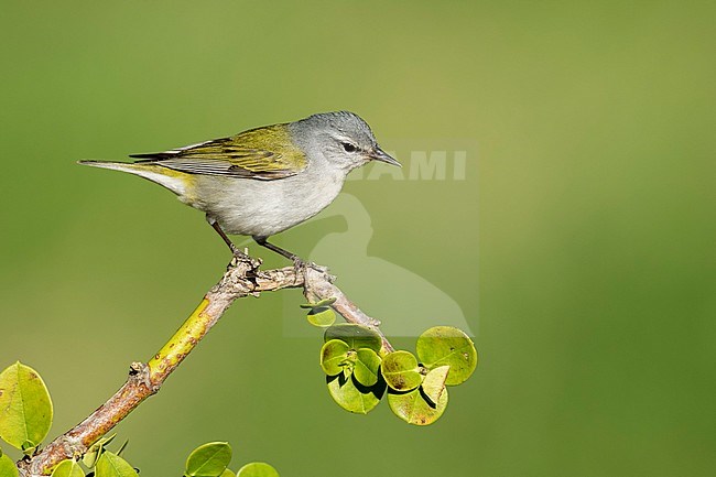 Adult male Tennessee Warbler (Leiothlypis peregrina) perched on a twig in Galveston County, Texas, USA. stock-image by Agami/Brian E Small,