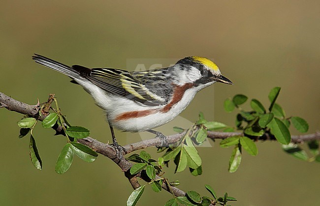 Adult male
Galveston Co., TX
April 2014 stock-image by Agami/Brian E Small,