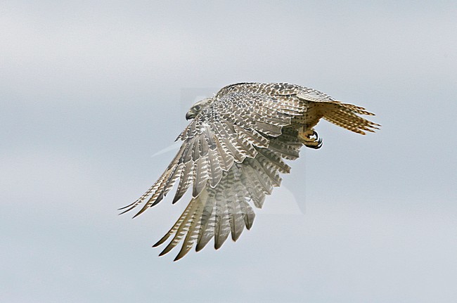 Giervalk, Gyrfalcon, Falco rusticolus stock-image by Agami/Tomi Muukkonen,