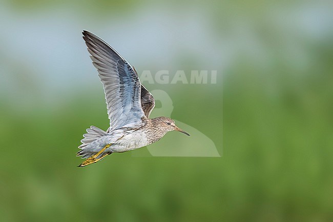 Adult breeding
Galveston Co., TX
May 2023 stock-image by Agami/Brian E Small,