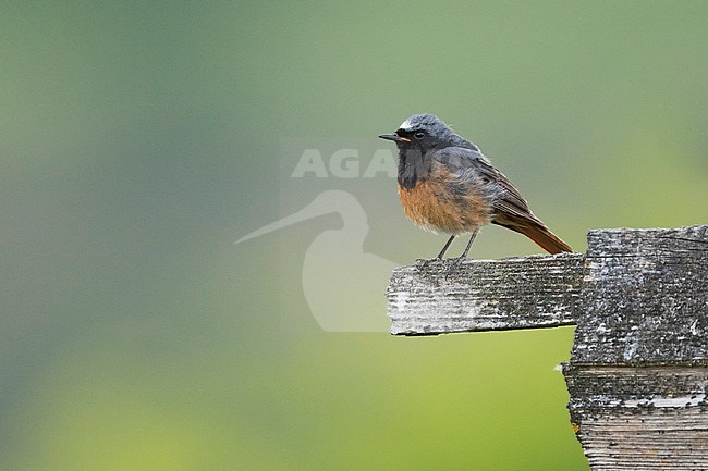 Hybrid adult male Black Redstart x Common Redstart (Phoenicurus ochruros x phoenicurus) in Germany. stock-image by Agami/Ralph Martin,