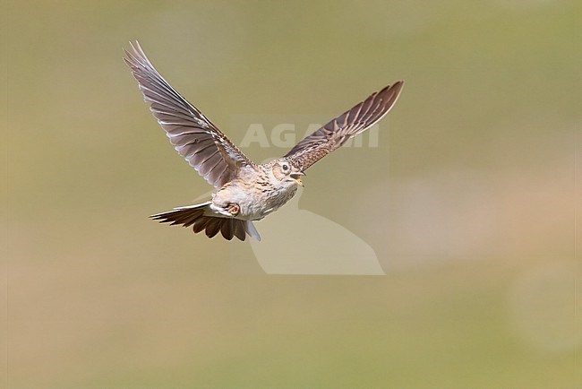 Eurasian Skylark (Alauda arvensis), adult singing in flight, Abruzzo, Italy stock-image by Agami/Saverio Gatto,