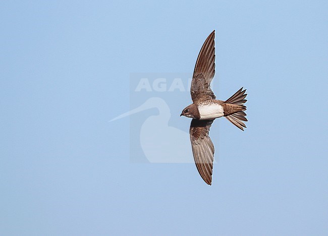 Alpine Swift (Apus melba) in flight in Spain. stock-image by Agami/Ran Schols,