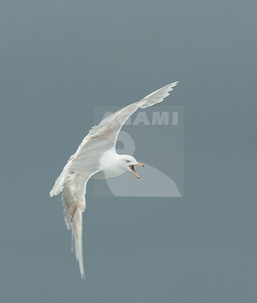 Glaucous Gull (Larus hyperboreus) 3rd summer in flight stock-image by Agami/Roy de Haas,
