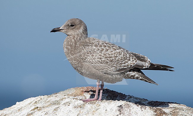 First-winter Thayer's Gull (Larus thayeri) standing on a rock along the coast in California, USA. stock-image by Agami/Brian Sullivan,