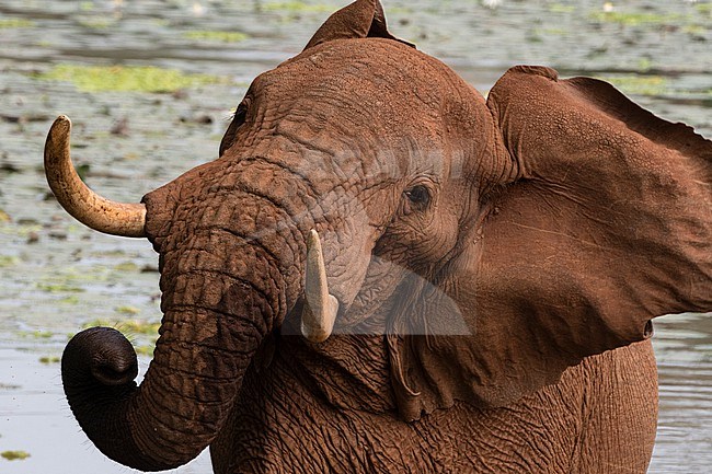 An African elephant, Loxodonta africana, shaking its head. Voi, Tsavo, Kenya stock-image by Agami/Sergio Pitamitz,