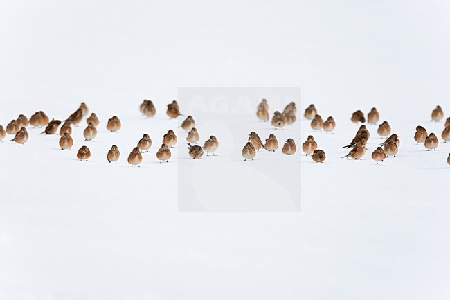 Groep Kneu zittened op akker in de sneeuw. Flock of Common Linnet sitting on arable land in the snow stock-image by Agami/Ran Schols,