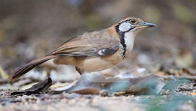 Greater necklaced Laughingthrush (Pterorhinus pectoralis) not native and perched on the ground stock-image by Agami/Ian Davies,