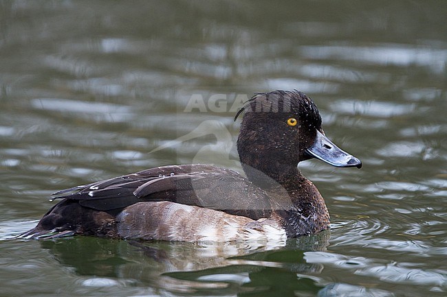 Tufted Duck - Reiherente - Aythya fuligula, Germany, 1st W male stock-image by Agami/Ralph Martin,